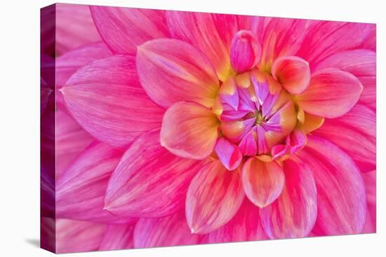 Cerise-Pink Dahlia Flower-Cora Niele-Stretched Canvas