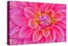 Cerise-Pink Dahlia Flower-Cora Niele-Stretched Canvas
