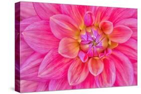 Cerise-Pink Dahlia Flower-Cora Niele-Stretched Canvas