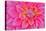 Cerise-Pink Dahlia Flower-Cora Niele-Stretched Canvas