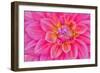 Cerise-Pink Dahlia Flower-Cora Niele-Framed Premium Giclee Print