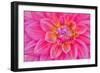 Cerise-Pink Dahlia Flower-Cora Niele-Framed Premium Giclee Print