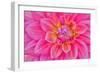 Cerise-Pink Dahlia Flower-Cora Niele-Framed Premium Giclee Print