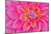 Cerise-Pink Dahlia Flower-Cora Niele-Mounted Premium Giclee Print