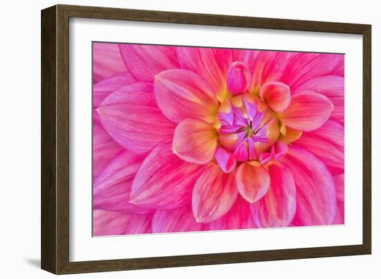 Cerise-Pink Dahlia Flower-Cora Niele-Framed Giclee Print