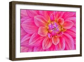 Cerise-Pink Dahlia Flower-Cora Niele-Framed Giclee Print