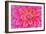 Cerise-Pink Dahlia Flower-Cora Niele-Framed Giclee Print