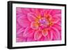 Cerise-Pink Dahlia Flower-Cora Niele-Framed Giclee Print