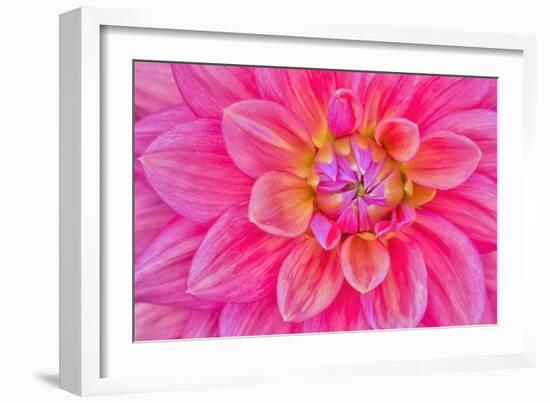 Cerise-Pink Dahlia Flower-Cora Niele-Framed Giclee Print