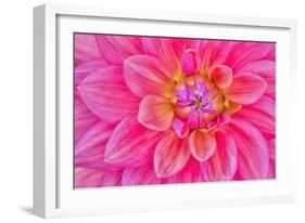 Cerise-Pink Dahlia Flower-Cora Niele-Framed Giclee Print