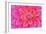 Cerise-Pink Dahlia Flower-Cora Niele-Framed Giclee Print