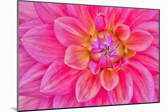 Cerise-Pink Dahlia Flower-Cora Niele-Mounted Giclee Print