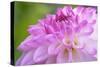 Cerise Pink Dahlia-Cora Niele-Stretched Canvas