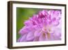 Cerise Pink Dahlia-Cora Niele-Framed Photographic Print