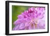 Cerise Pink Dahlia-Cora Niele-Framed Photographic Print