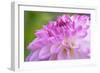 Cerise Pink Dahlia-Cora Niele-Framed Photographic Print