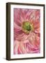 Cerise Pink Poppy-Cora Niele-Framed Photographic Print