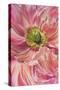 Cerise Pink Poppy-Cora Niele-Stretched Canvas