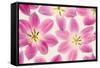 Cerise Pink Tulips-Cora Niele-Framed Stretched Canvas
