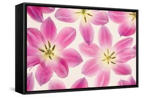 Cerise Pink Tulips-Cora Niele-Framed Stretched Canvas