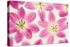 Cerise Pink Tulips-Cora Niele-Stretched Canvas