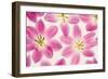 Cerise Pink Tulips-Cora Niele-Framed Photographic Print