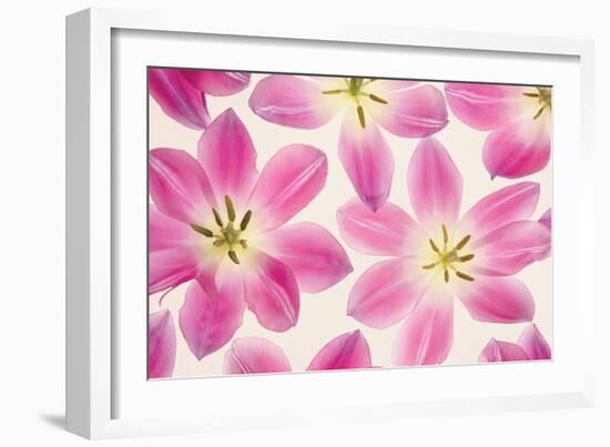 Cerise Pink Tulips-Cora Niele-Framed Photographic Print