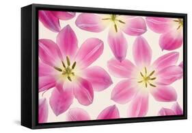 Cerise Pink Tulips-Cora Niele-Framed Stretched Canvas
