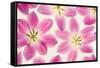 Cerise Pink Tulips-Cora Niele-Framed Stretched Canvas