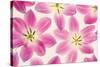 Cerise Pink Tulips-Cora Niele-Stretched Canvas