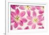 Cerise Pink Tulips-Cora Niele-Framed Photographic Print