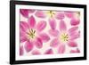 Cerise Pink Tulips-Cora Niele-Framed Photographic Print