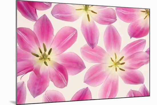 Cerise Pink Tulips-Cora Niele-Mounted Photographic Print