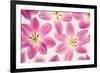Cerise Pink Tulips-Cora Niele-Framed Photographic Print