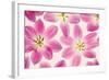 Cerise Pink Tulips-Cora Niele-Framed Photographic Print