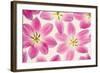 Cerise Pink Tulips-Cora Niele-Framed Photographic Print