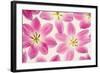 Cerise Pink Tulips-Cora Niele-Framed Photographic Print