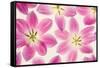 Cerise Pink Tulips-Cora Niele-Framed Stretched Canvas