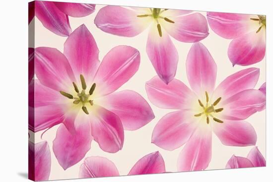 Cerise Pink Tulips-Cora Niele-Stretched Canvas