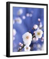 Cerisier en Fleur, Japon-null-Framed Art Print