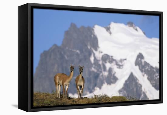 Cerro Paine Grande Rising Behind Llamas-Paul Souders-Framed Stretched Canvas