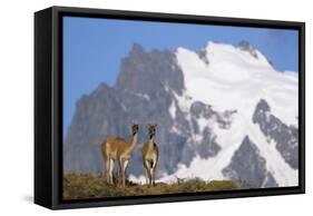 Cerro Paine Grande Rising Behind Llamas-Paul Souders-Framed Stretched Canvas