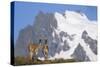 Cerro Paine Grande Rising Behind Llamas-Paul Souders-Stretched Canvas