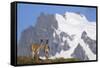 Cerro Paine Grande Rising Behind Llamas-Paul Souders-Framed Stretched Canvas