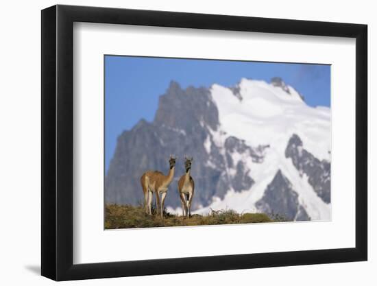 Cerro Paine Grande Rising Behind Llamas-Paul Souders-Framed Premium Photographic Print