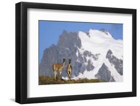 Cerro Paine Grande Rising Behind Llamas-Paul Souders-Framed Premium Photographic Print