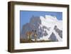 Cerro Paine Grande Rising Behind Llamas-Paul Souders-Framed Photographic Print