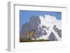 Cerro Paine Grande Rising Behind Llamas-Paul Souders-Framed Photographic Print