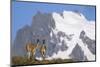 Cerro Paine Grande Rising Behind Llamas-Paul Souders-Mounted Photographic Print