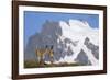 Cerro Paine Grande Rising Behind Llamas-Paul Souders-Framed Photographic Print